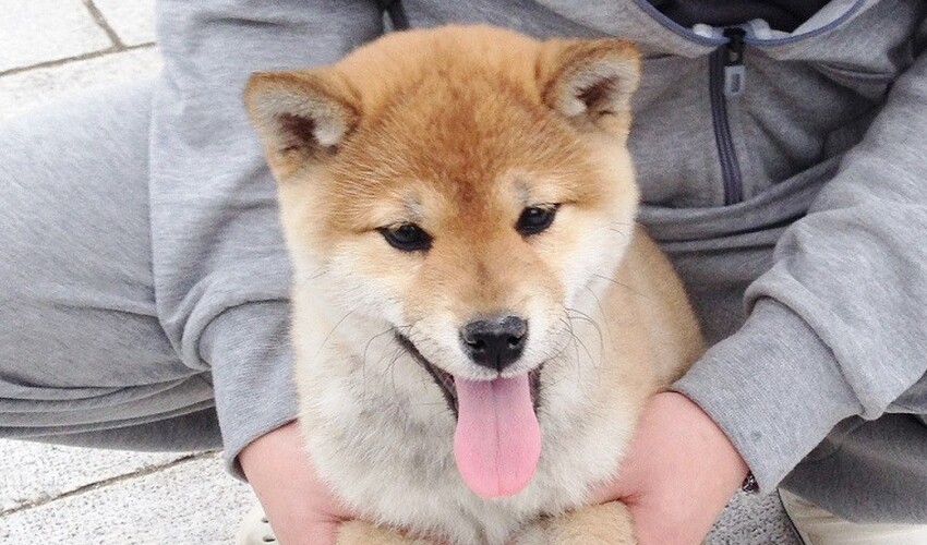 秋田犬・柴犬ブリーダーの長崎ドッグランド!可愛い仔犬を卸価格にて販売致します。 , nagasakidogrun Jimdoページ